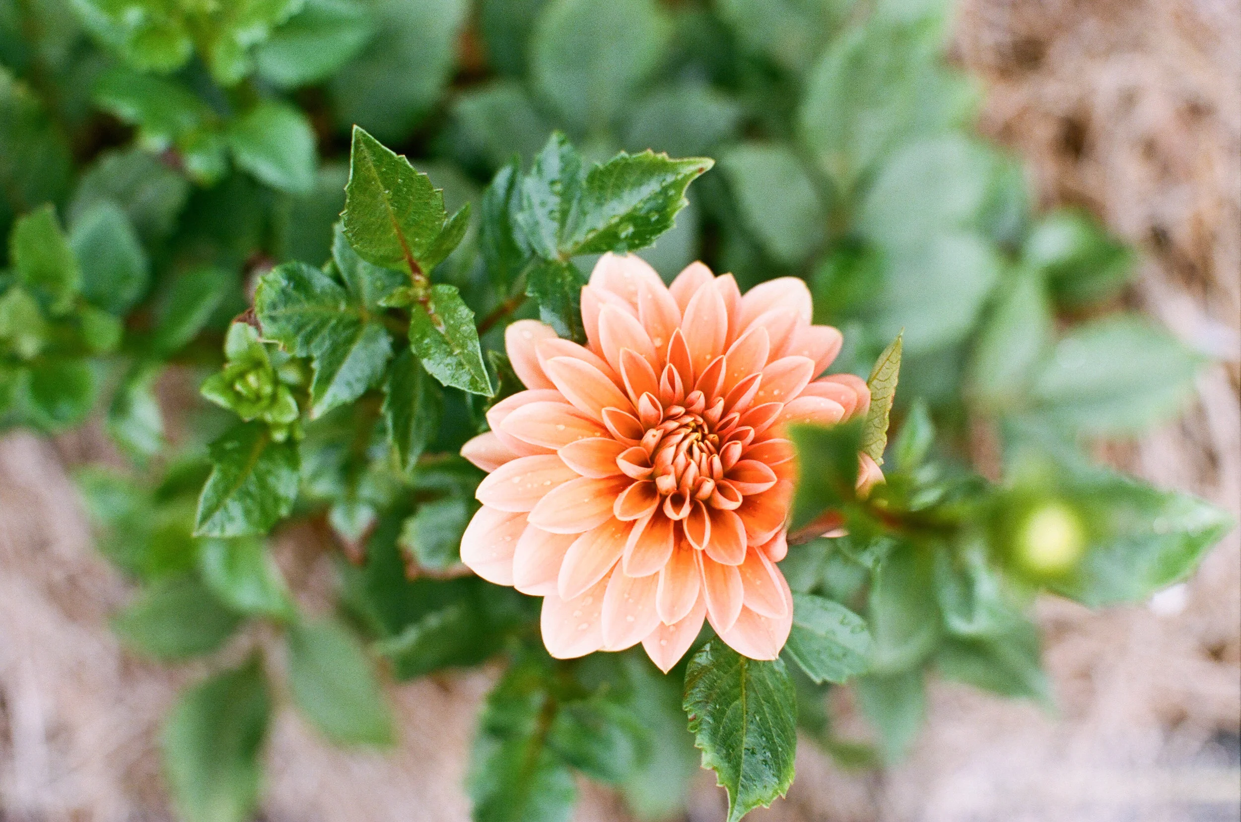 dahlia