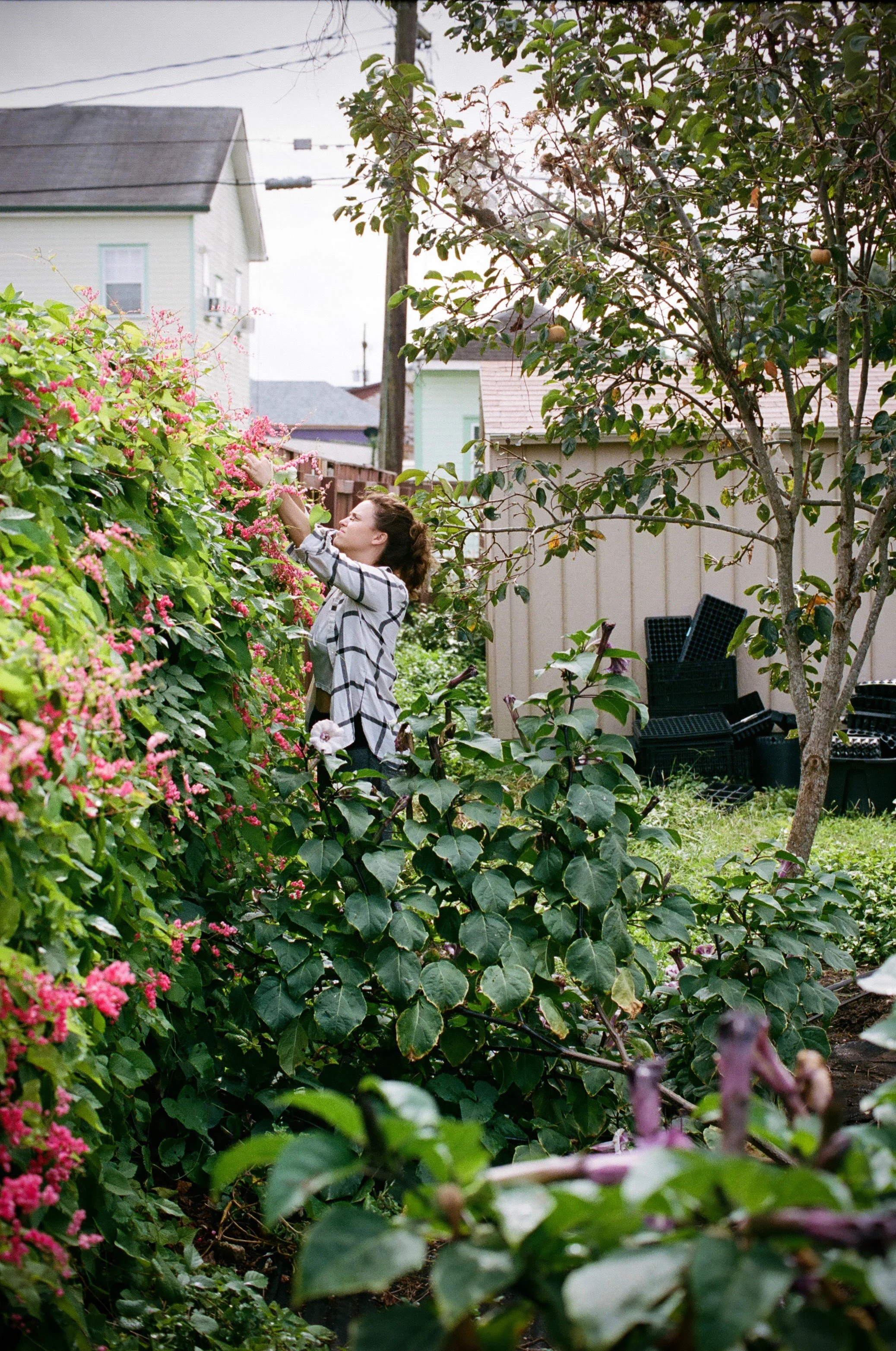 coral vine