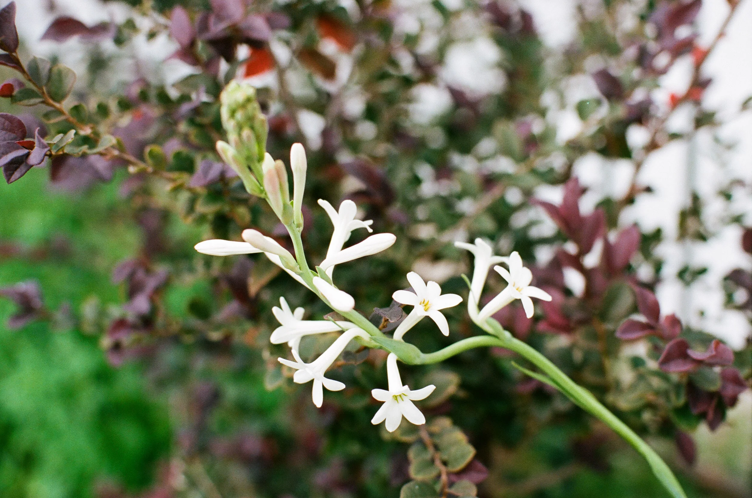 tuberose