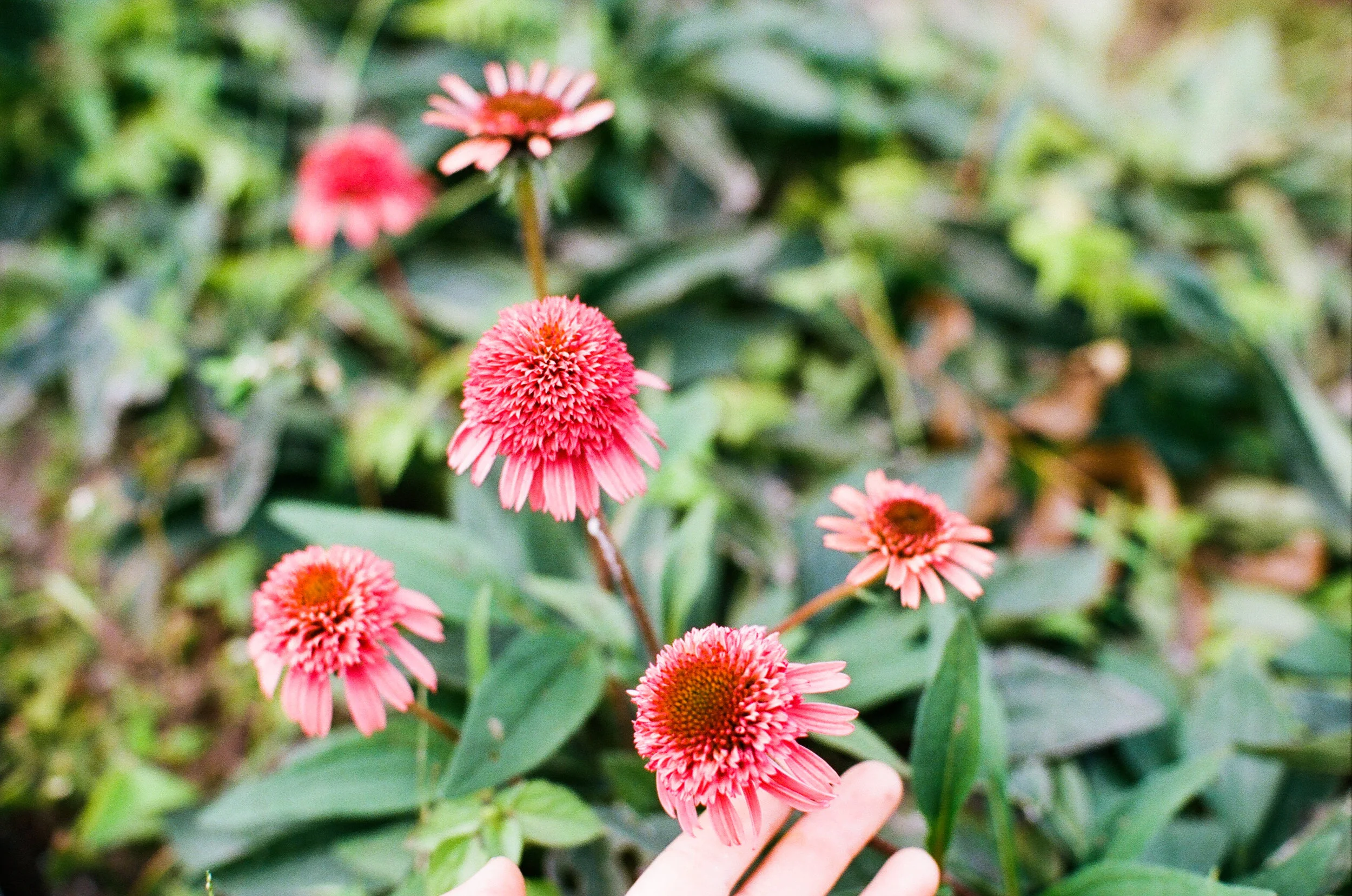 echinacea