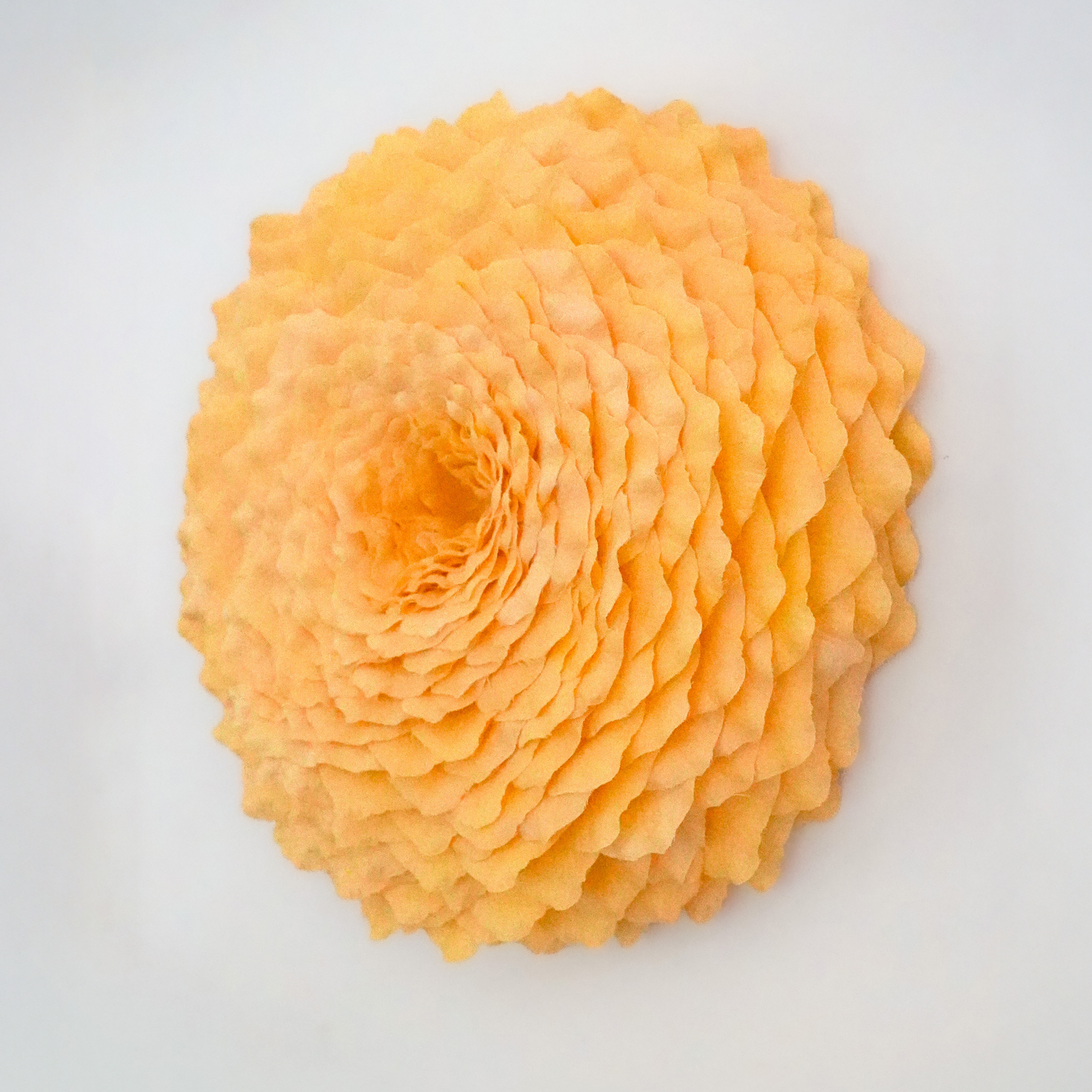 Apricot