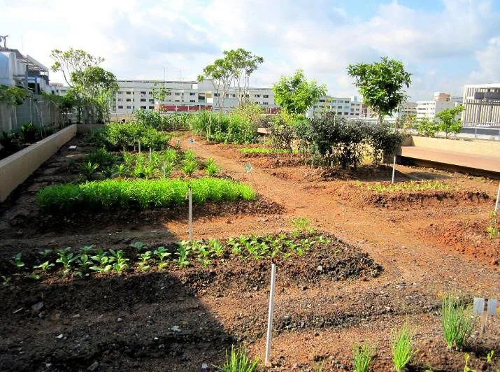 Rooftop-Farm_Source_CPG_ConsultantsPteLtd.jpg