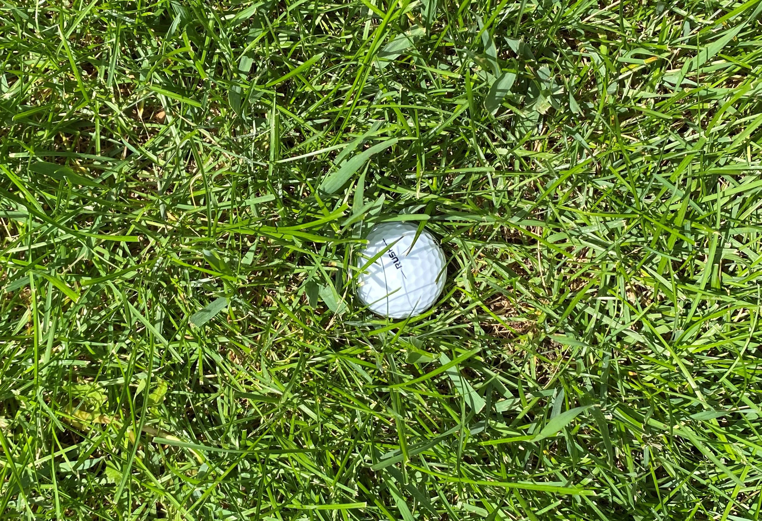 TIGER TEETERS — The Weekly Opine