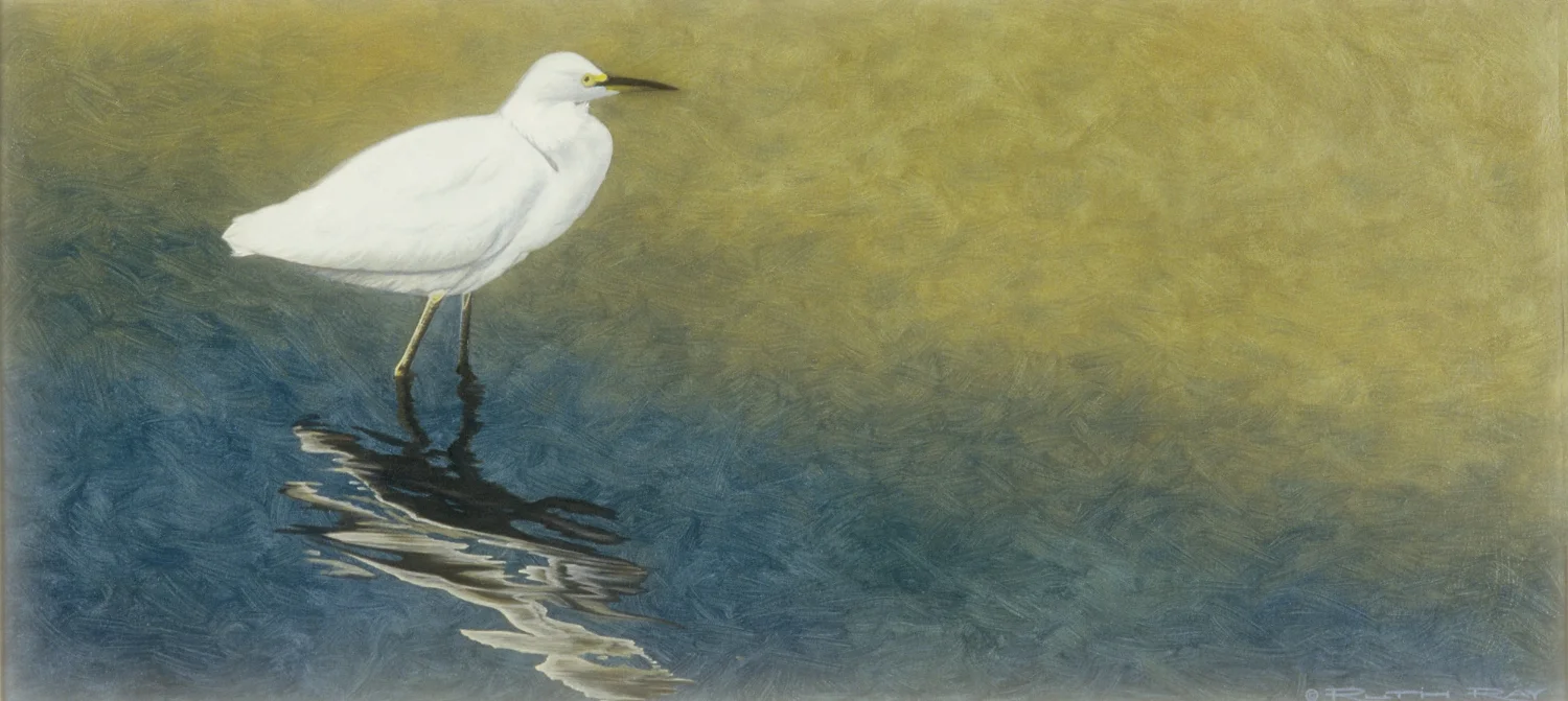 Snowy Egret.jpg