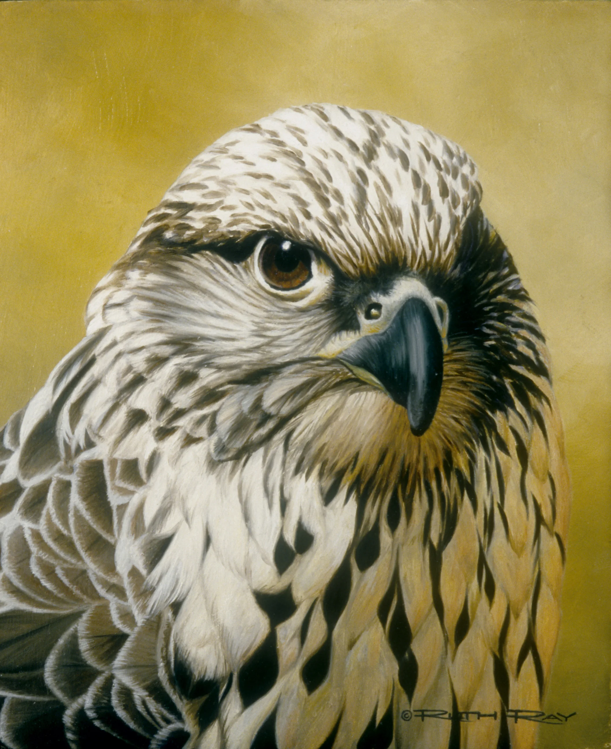 Gyrfalcon.jpg