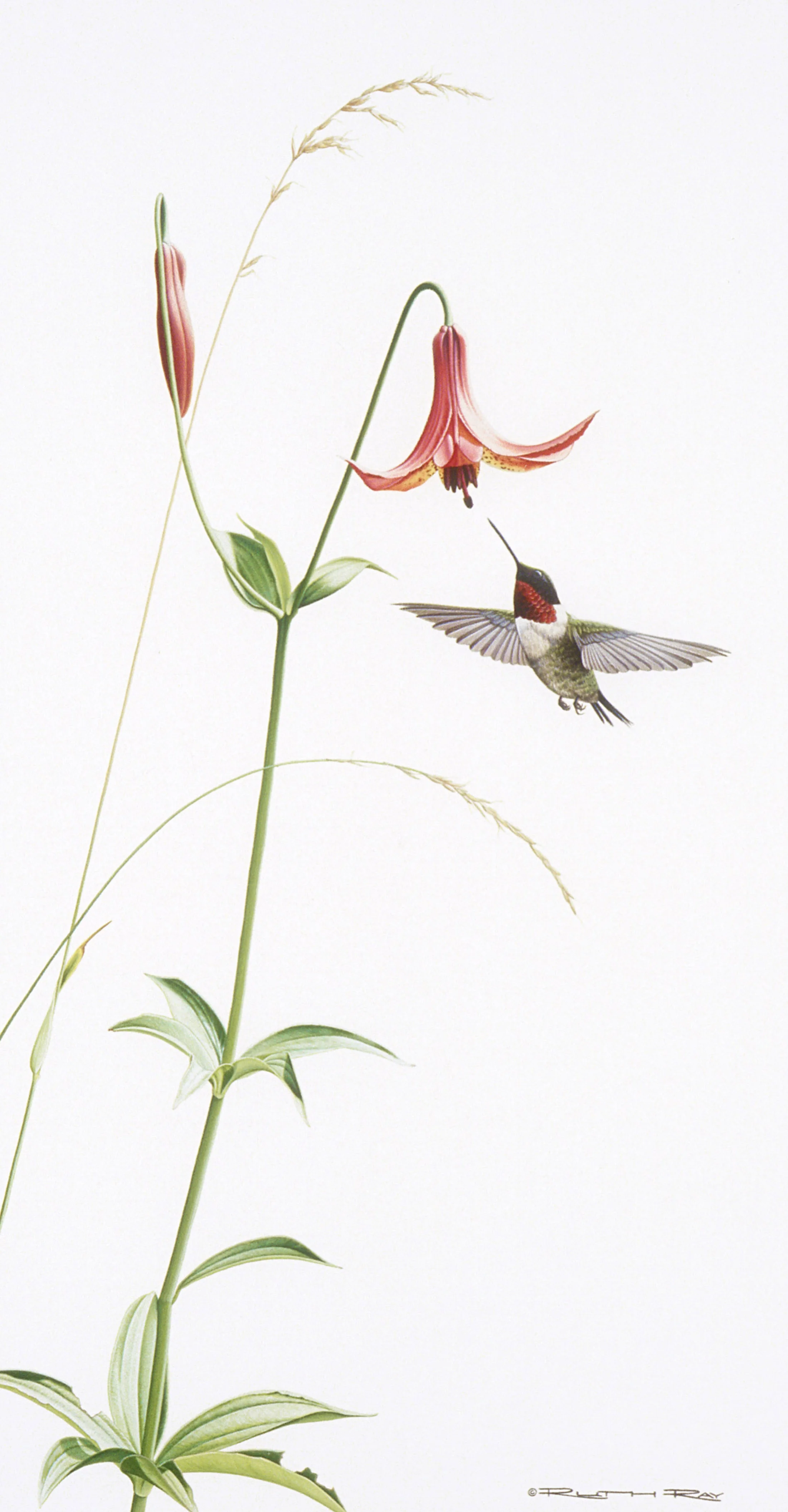 Hummingbird.jpg