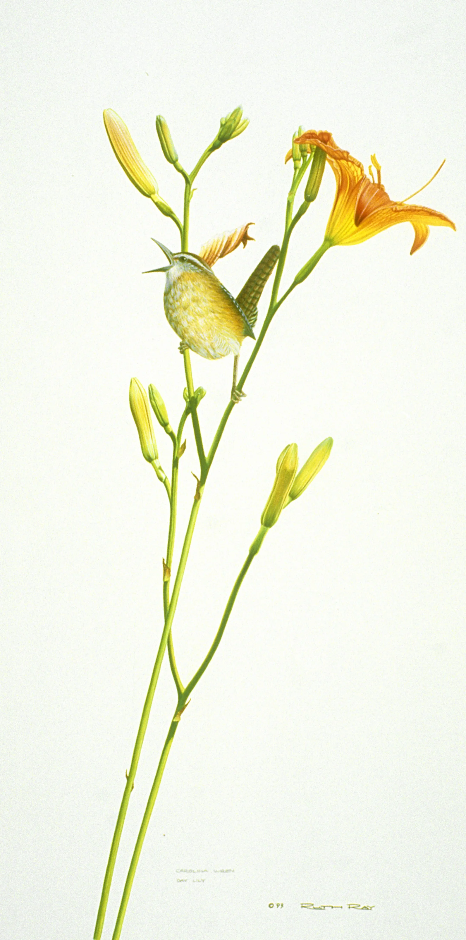 Carolina Wren.jpg