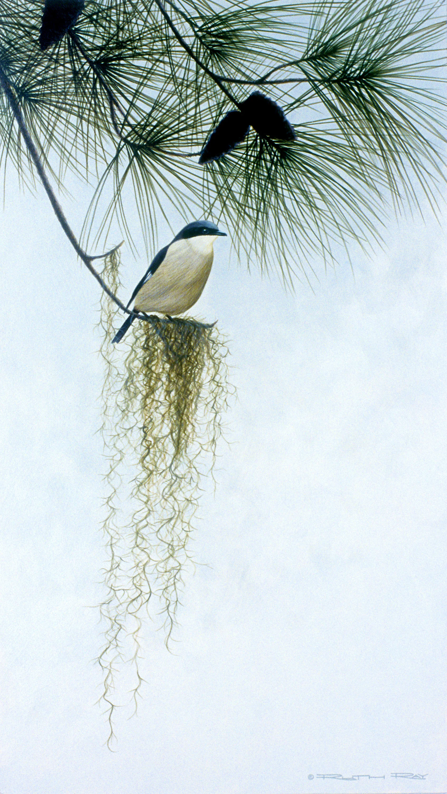 Loggerhead Shrike.jpg
