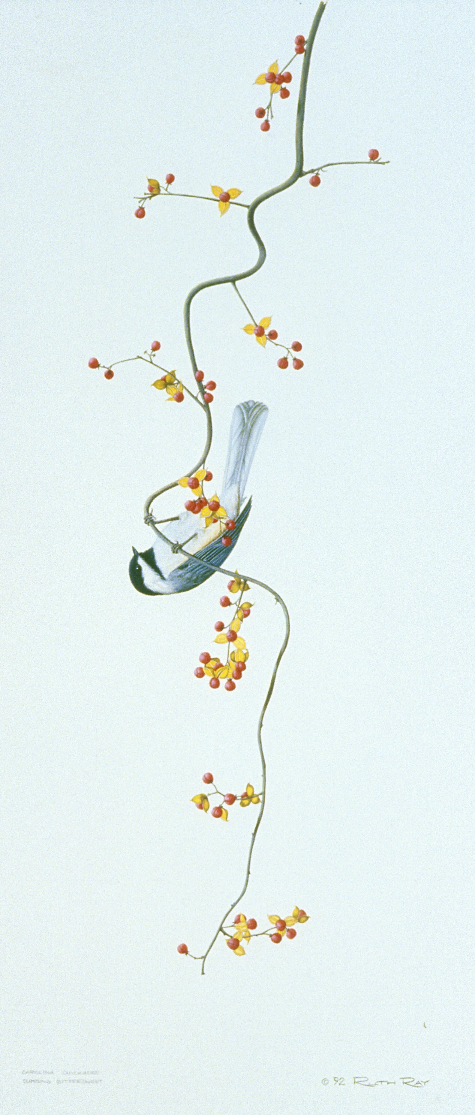 Carolina Chickadee.jpg