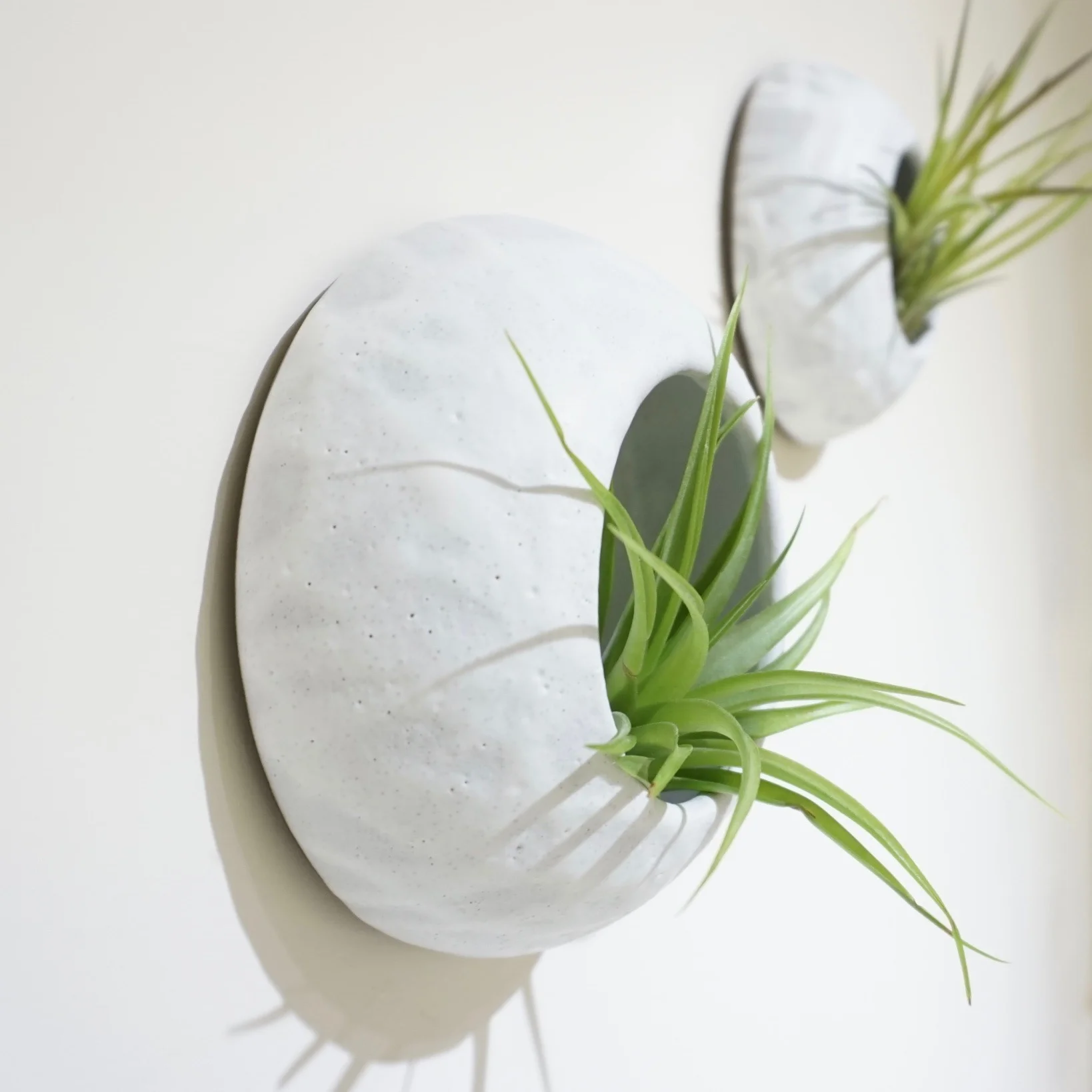 Barnacle Wall Hanging Planter