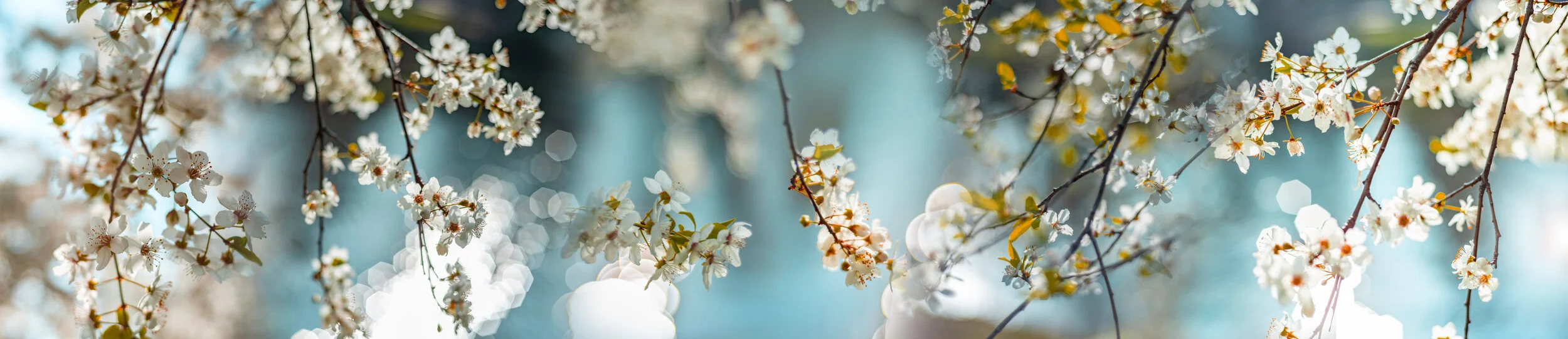 Spring Awakening - busy and stressed? [re]start your yoga practice now!