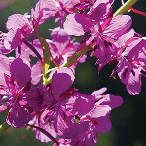willowherb_lo.jpg