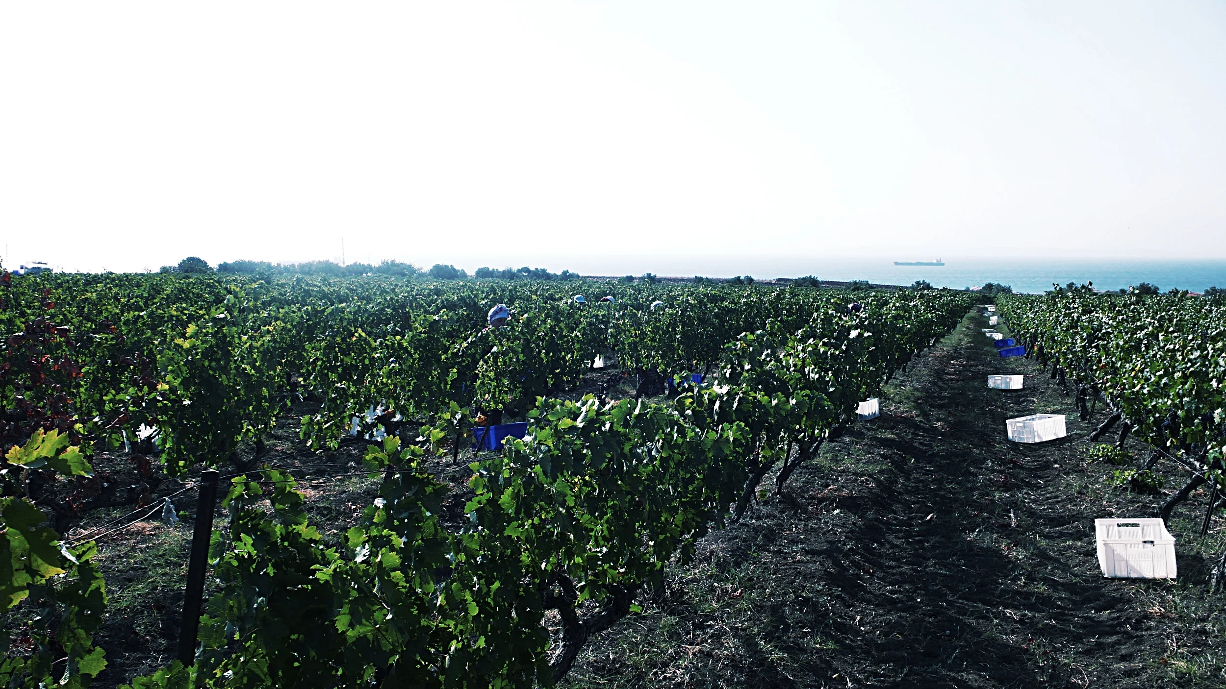 Thrace Wine Competition