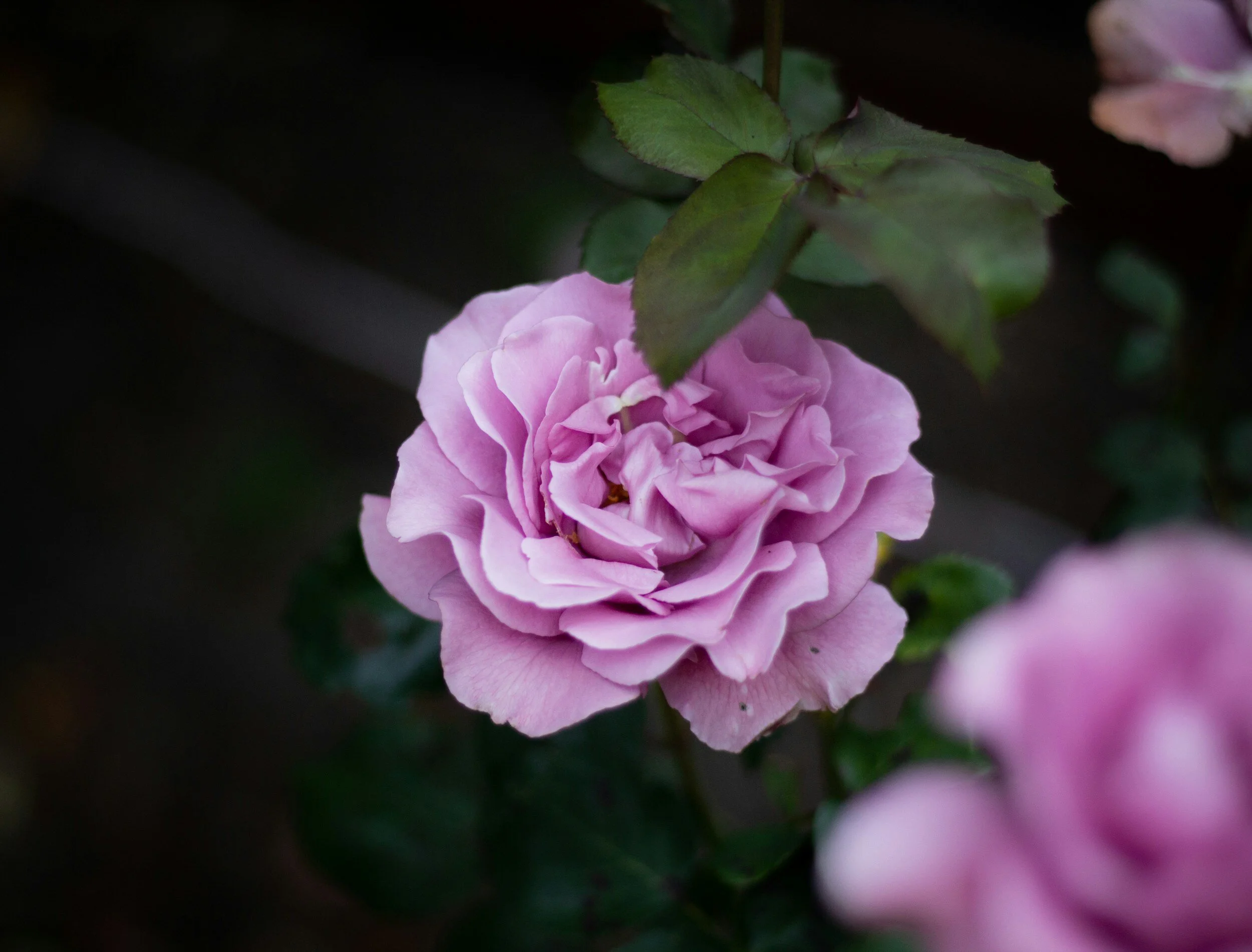 A close-up of a light purple rose with dark green leaves against a blurred dark background.