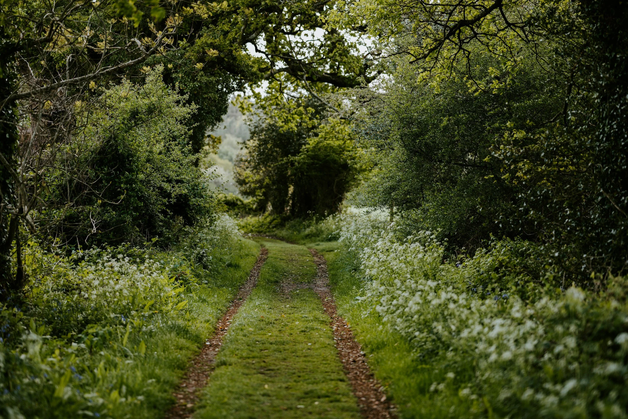 A dirt trail through a lush, green, overgrown forest with trees and white wildflowers on both sides.