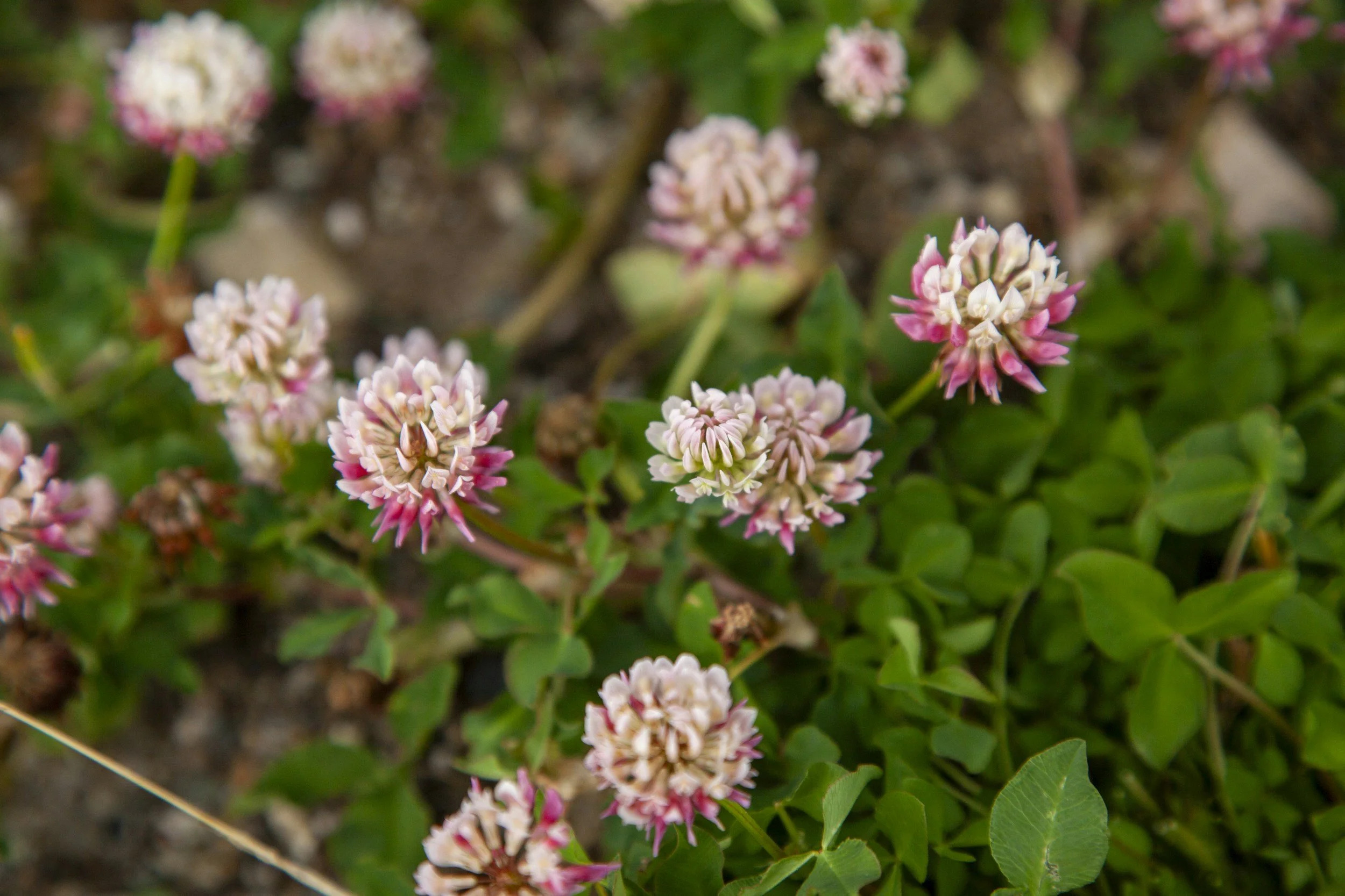 Close-up of pink and white clover flowers in a garden bed.