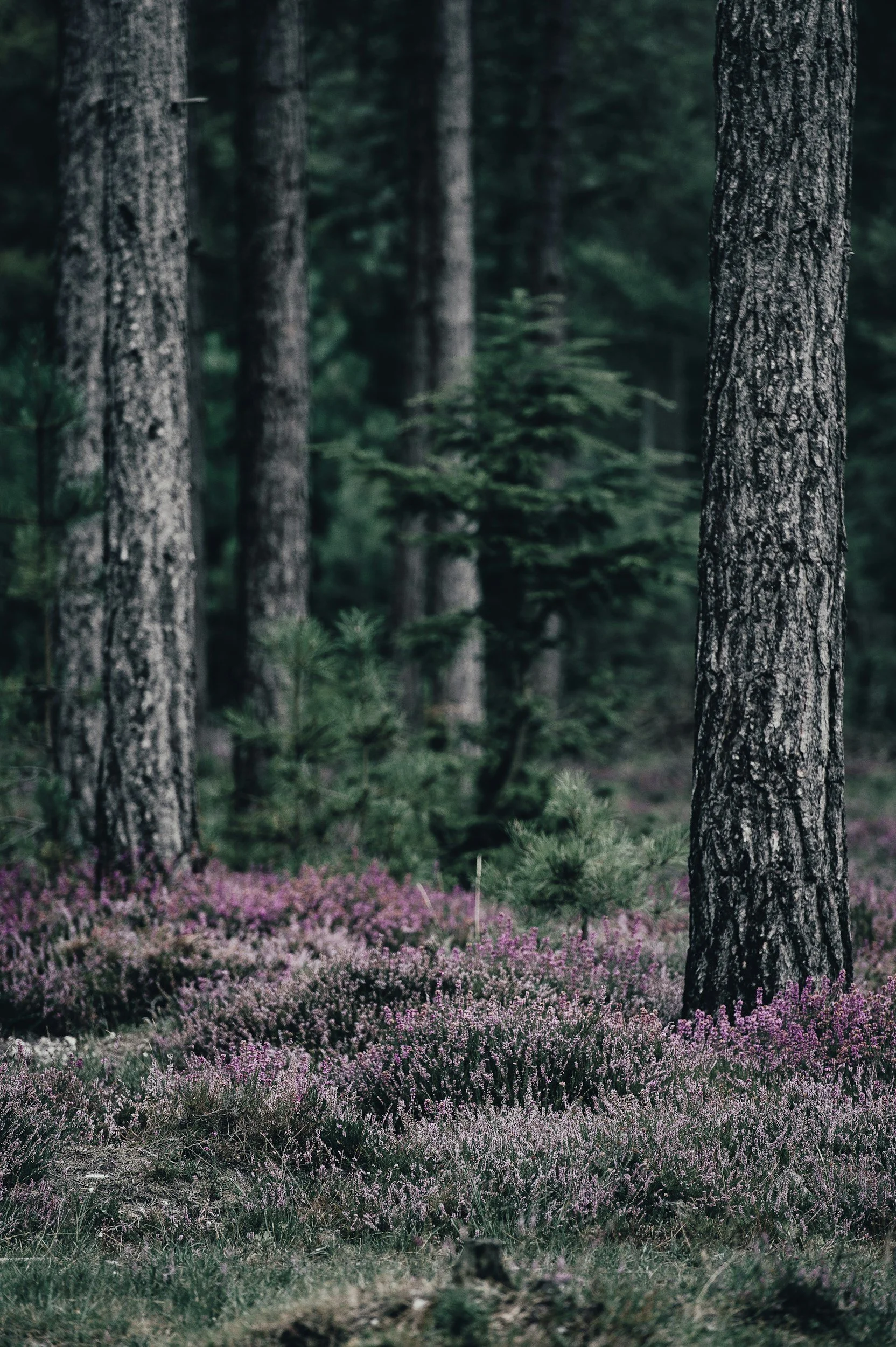 A forest scene with tall trees and purple wildflowers covering the ground.