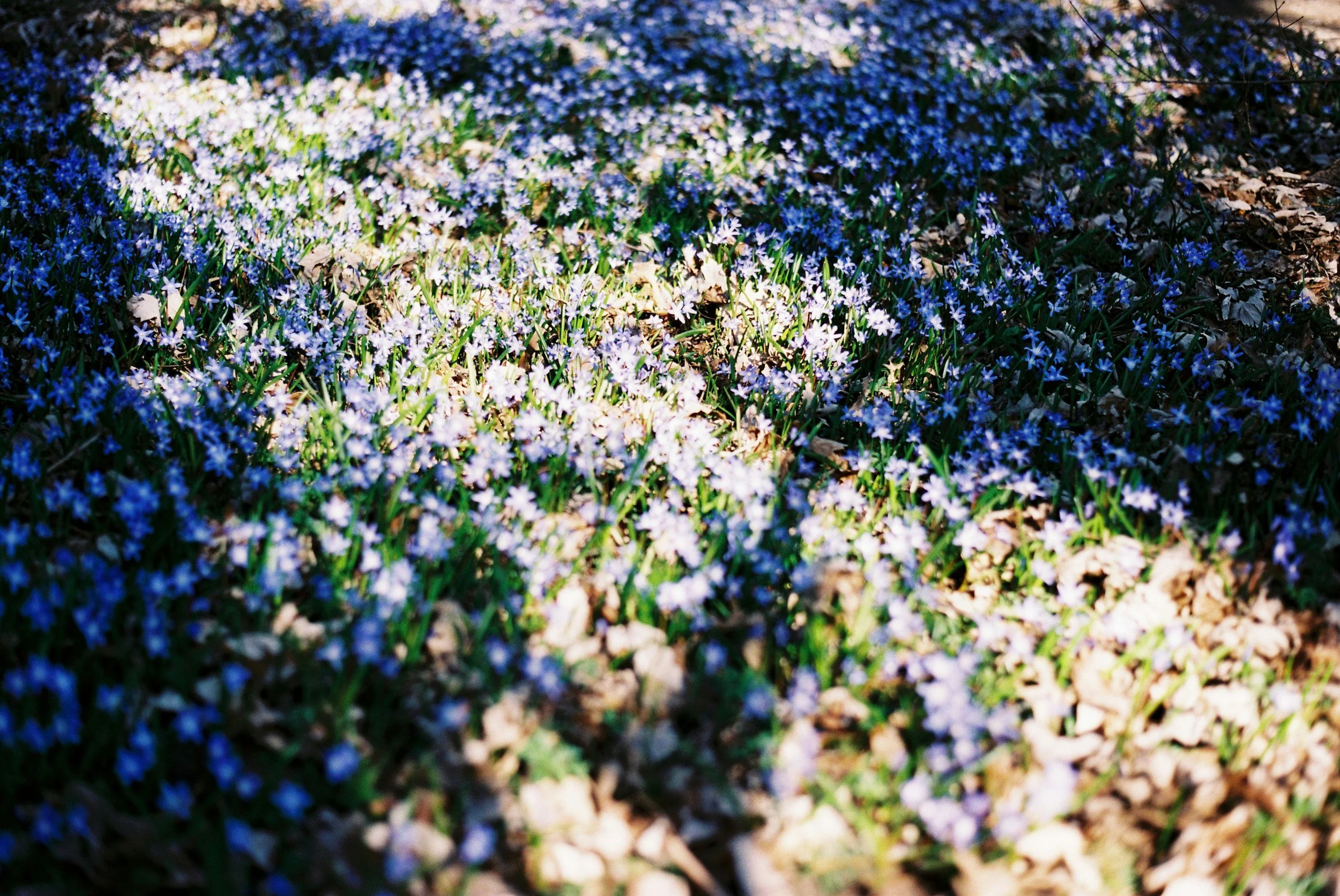 A close-up view of a patch of small purple and white flowers growing on the ground, with some leaves and twigs scattered among them.