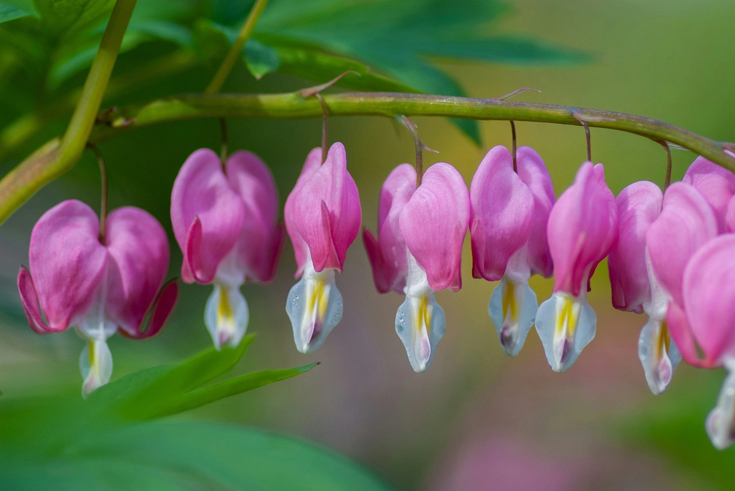 Close-up of pink bleeding heart flowers hanging from a green stem, with blurred green background.