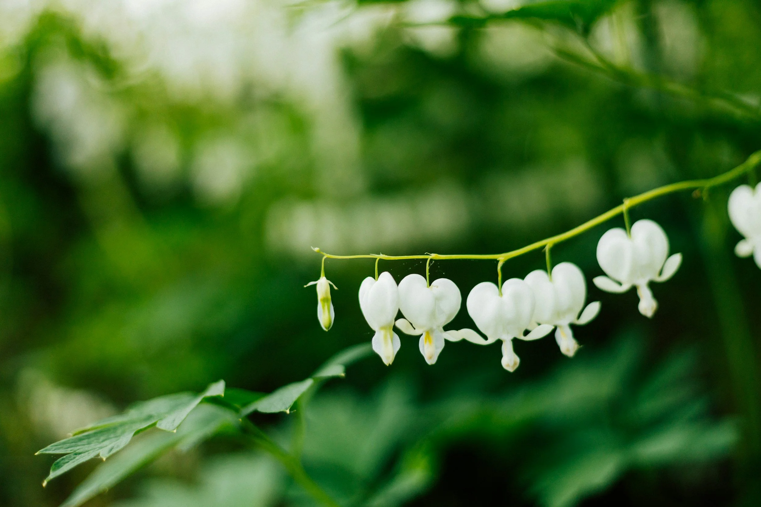 White bleeding heart flowers hanging from a green stem with blurred green foliage in the background.