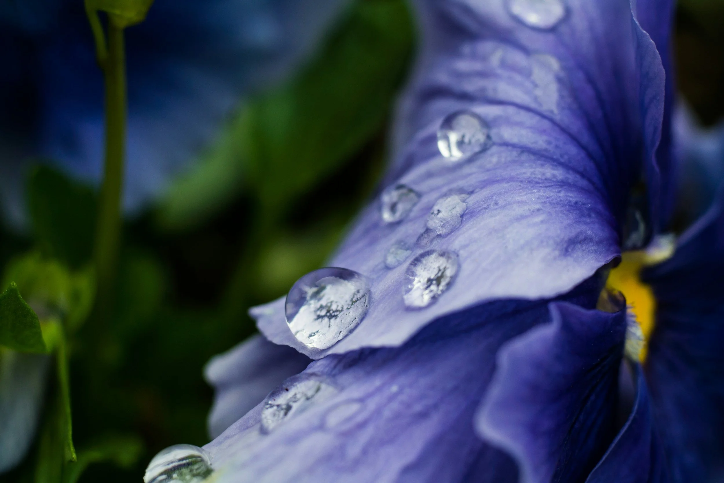 Close-up of purple iris flower with water droplets on petals