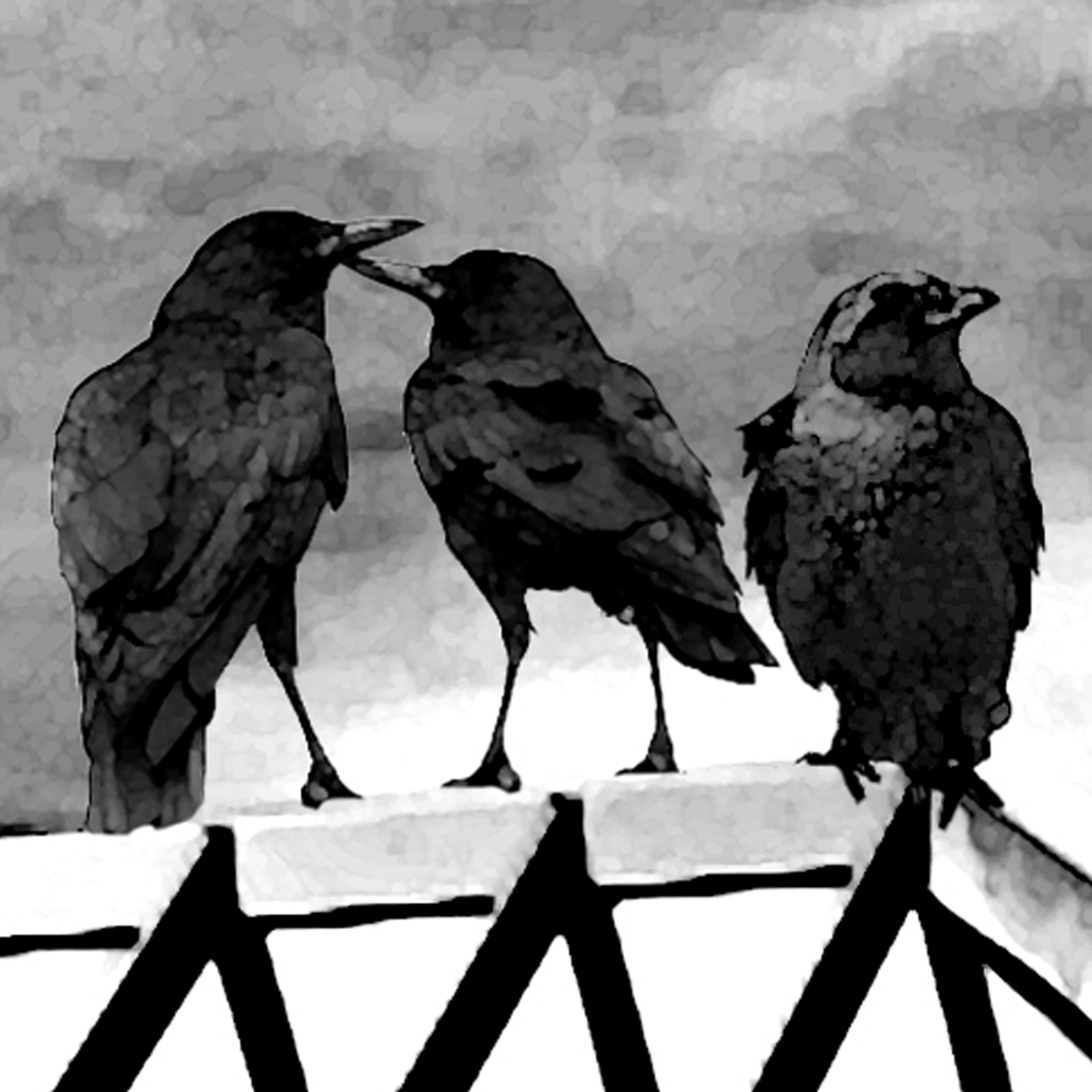 Crows.jpg