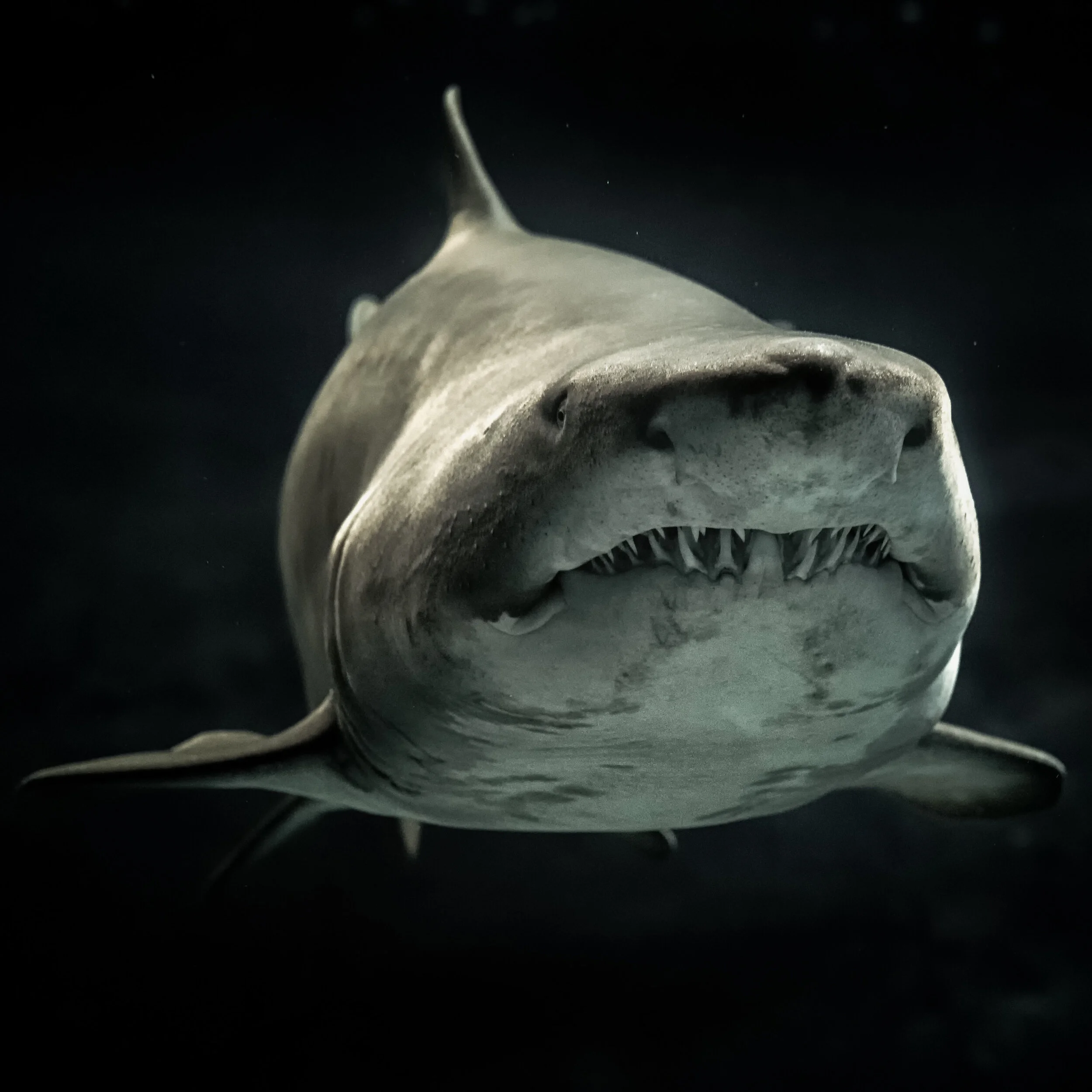 Raised by Uncles - Greatest Shits VII - Shart Attack.jpg