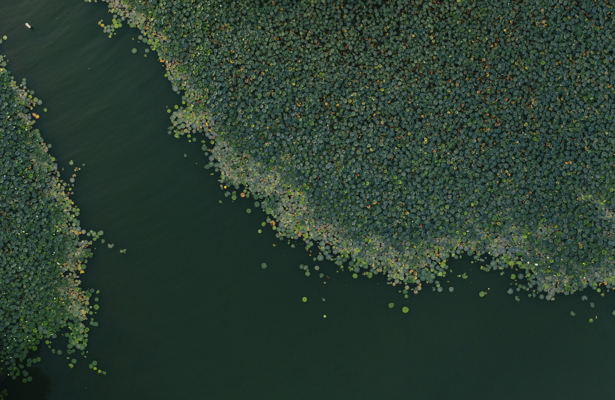 Aerial view of a body of water with dense patches of green lily pads along the edges.