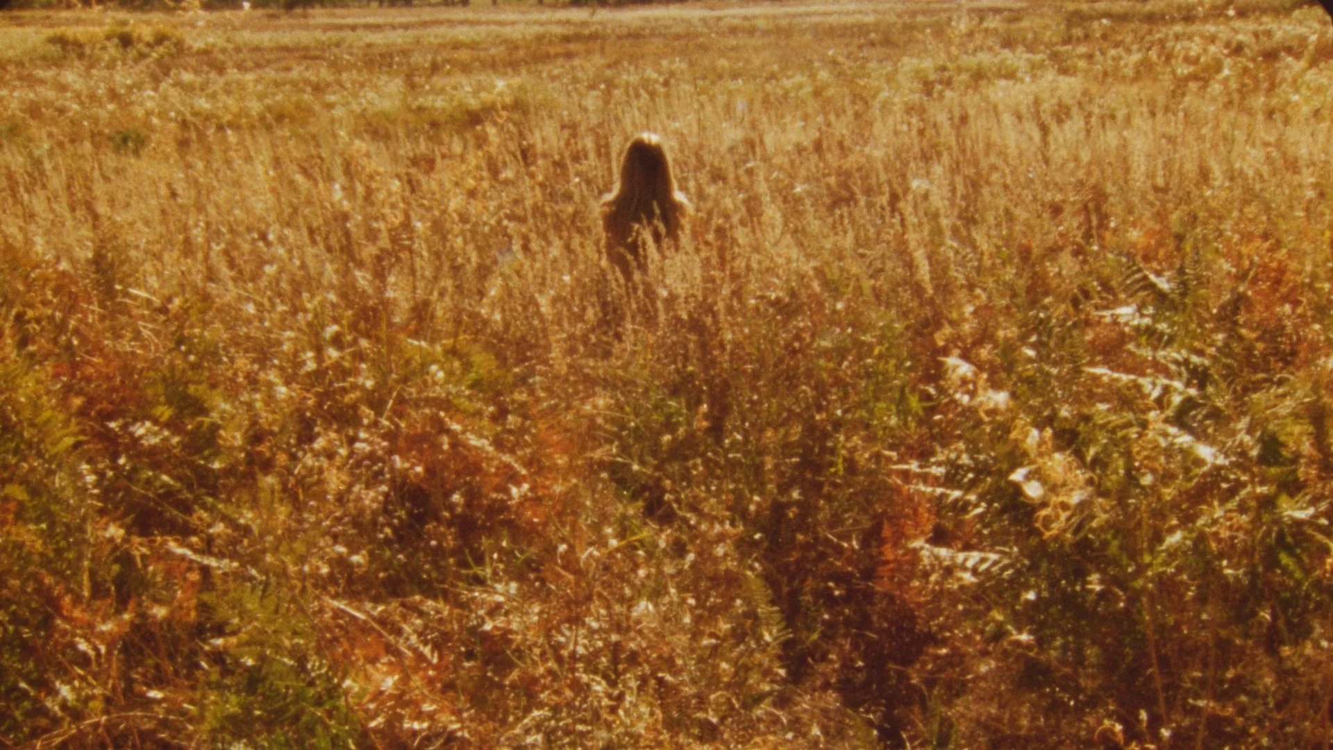 A person walking through a tall, dry, yellowish-brown field of plants or crops, viewed from behind, during what appears to be late afternoon with warm lighting.