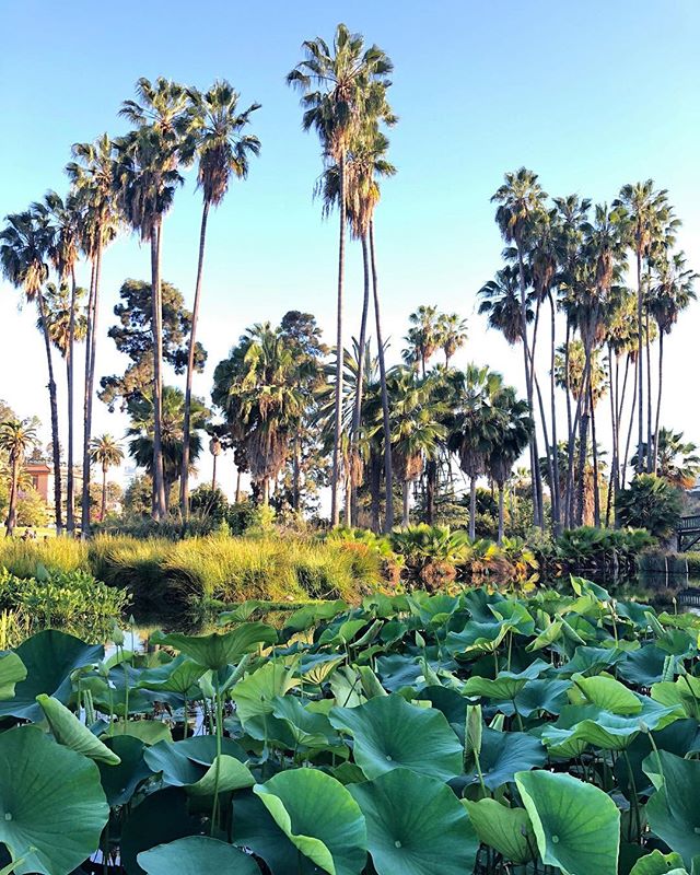 Like the lotus flower, we too have the ability to rise from the mud, blossom out of the darkness and radiate into the world. ✨
.
.
.
.
.
.
#echopark #lotus #love #courage #gratitude #highvibes #highvibetribe #elevate #yougotthis #positivethinking #lo