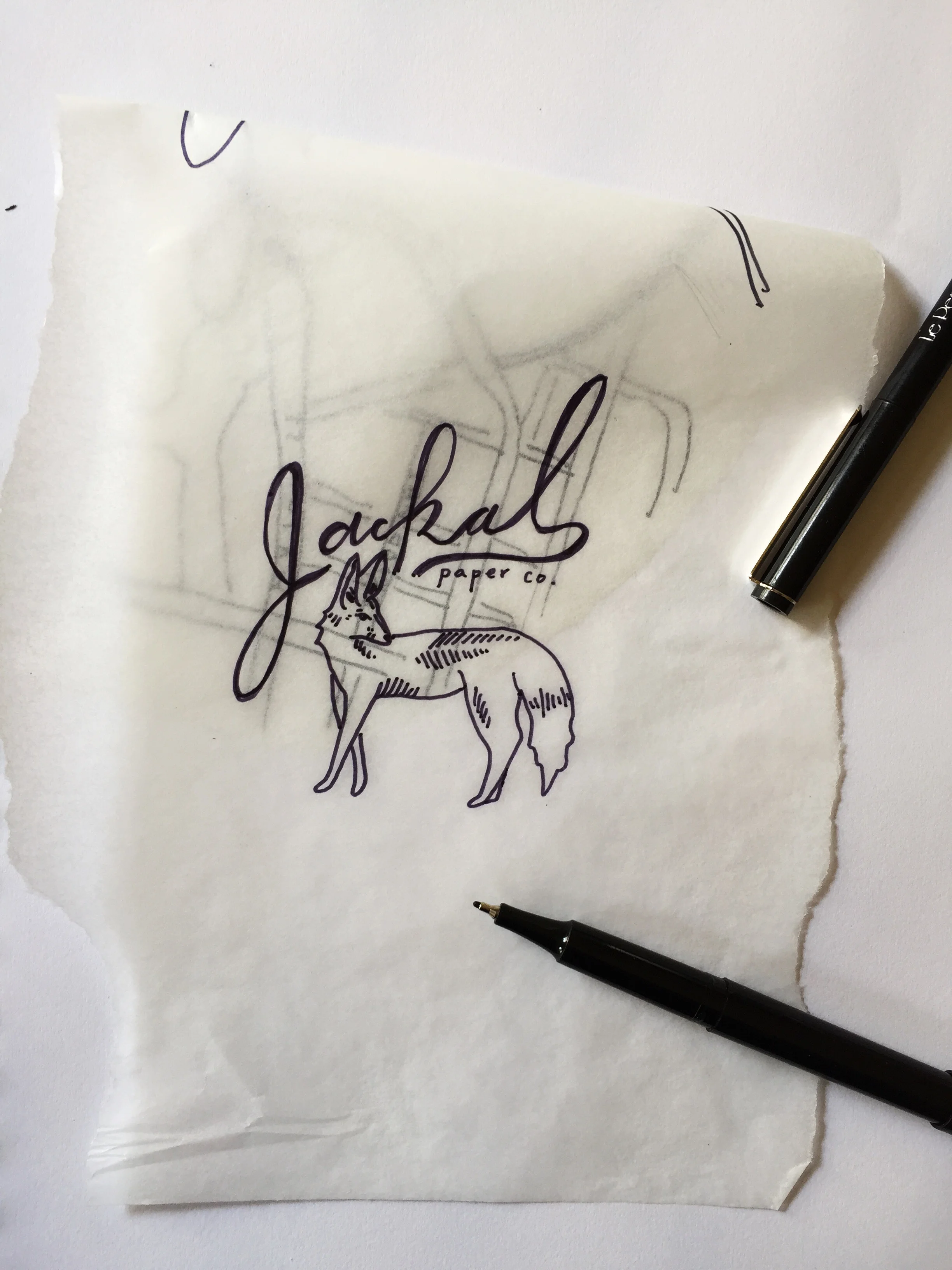  Jackal Paper Co Logo Concept, Pen on paper 