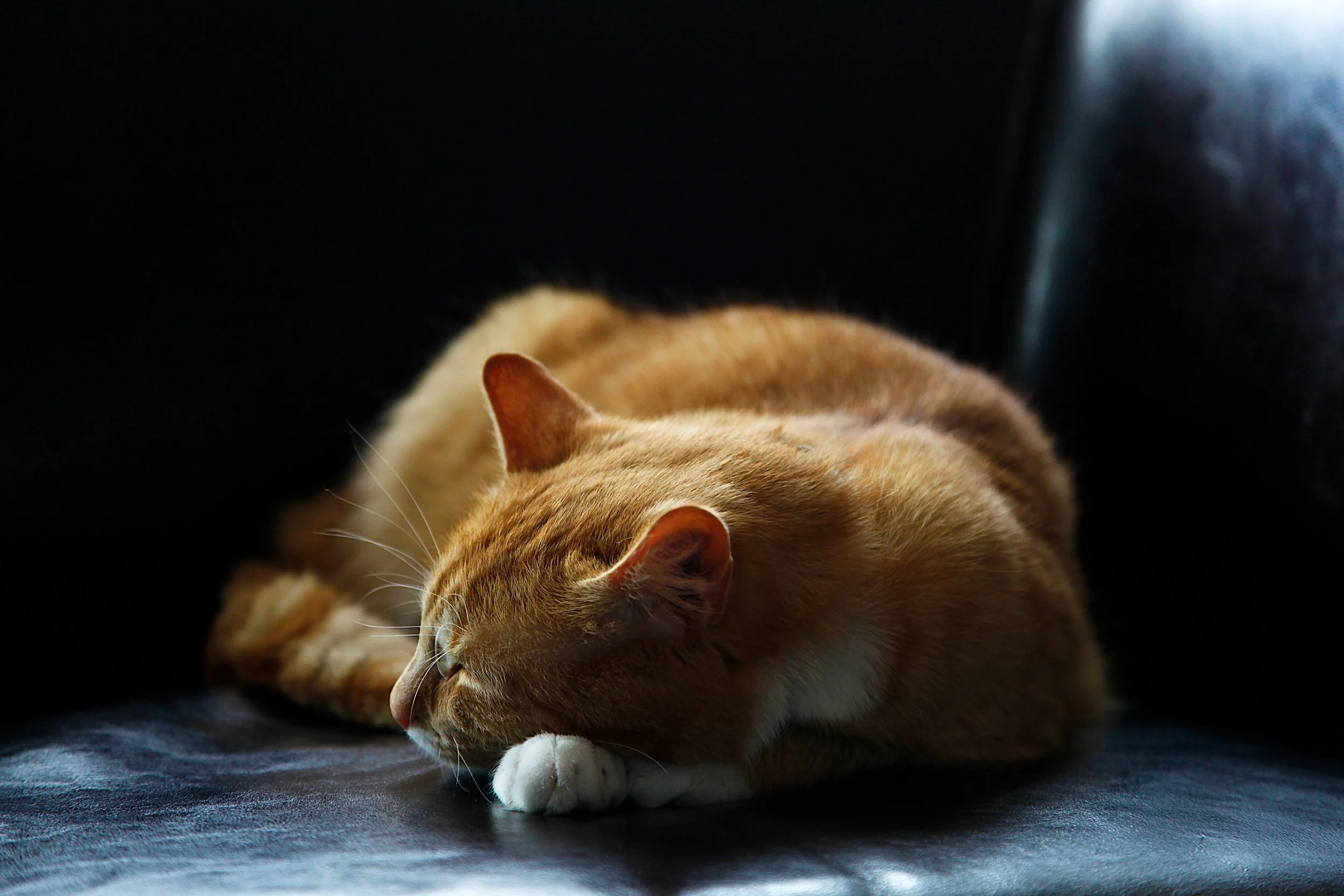 pexels-photo-sleepingorangecat.jpeg