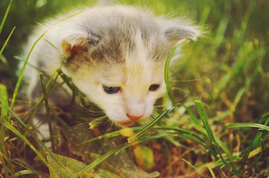 pexels-photo-babykitteningrass.jpeg