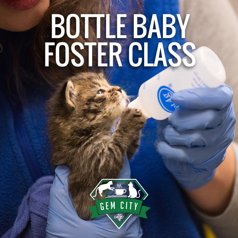 Bottle Baby Foster Class