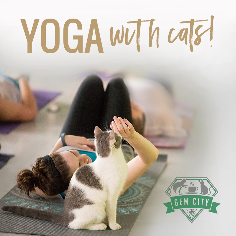 Yoga with Cats!