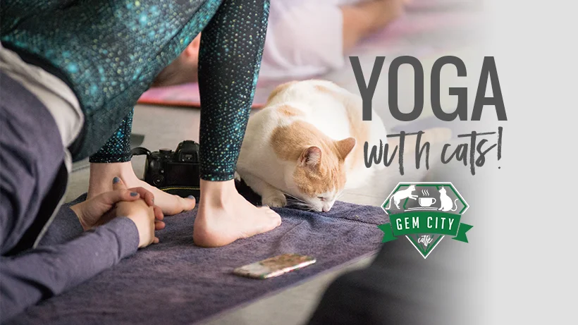 09_05_18_yogawithcats.jpg