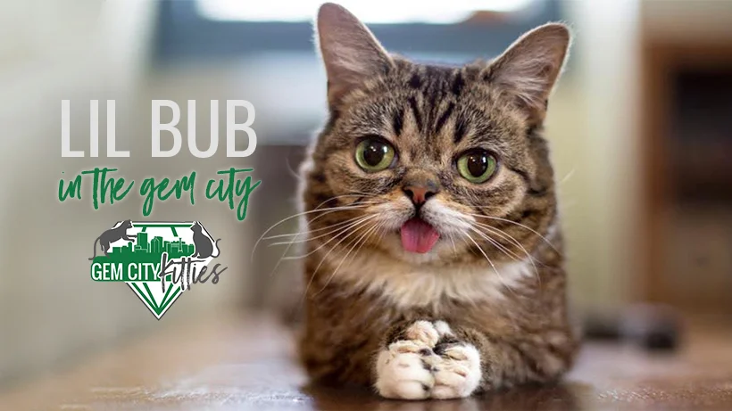 09sep18_coverphoto_lilbub.jpg