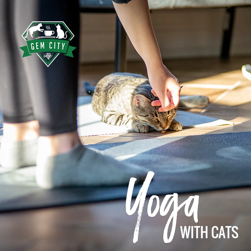 1.7.19_yogawithcats_sq.jpg