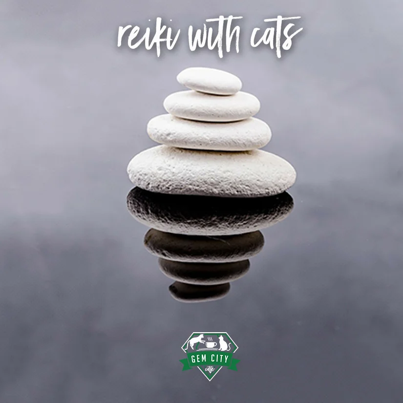 Reiki with Cats
