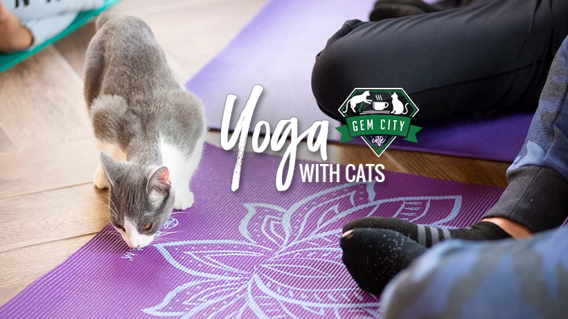 1.24.19_yogawithcats_cover.jpg
