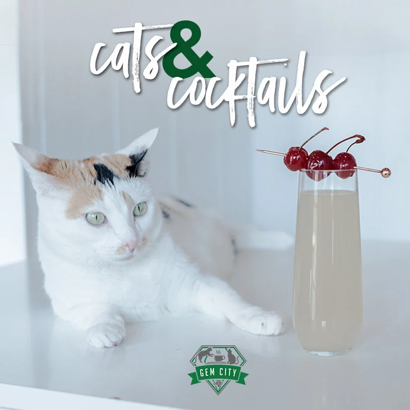 Cats and Cocktails Winter Edition — Gem City Catfé