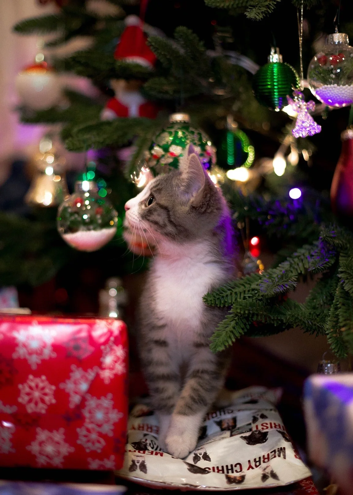 Meowy Catmas!