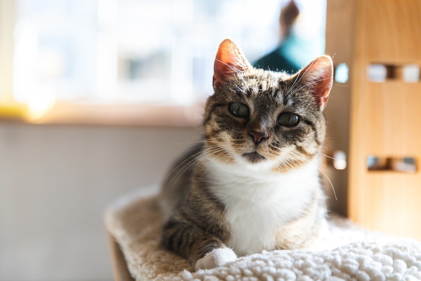 Come for the coffee, stay for the snuggles. 🐾☕️🐱⁠
⁠
This is your reminder to book your weekend visit to the Cat Lounge! Guarantee your spot at the link in our bio or come by anytime without a reservation to enjoy the roomy art gallery upstairs. Don