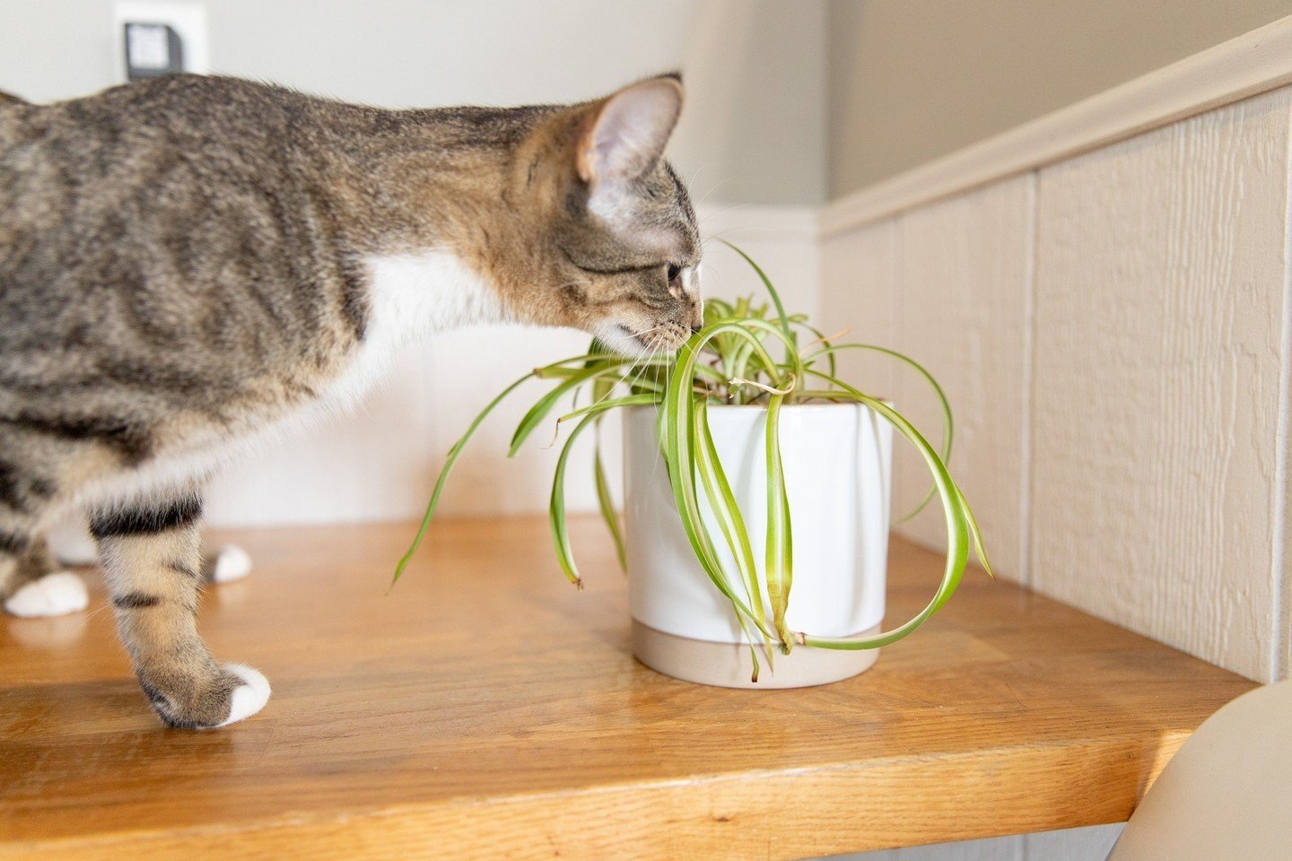 Plant people of Dayton 🪴 - we're looking for your help! We want to host a plant sale fundraiser this Spring to raise money for Gem City Kitties, and we're looking for people who can donate plants! To see if we would have enough donated plants to hos