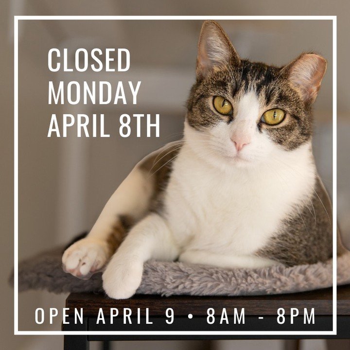 The Catfe will be closed Monday, April 8th for the solar eclipse. ☀️ ⁠
⁠
We will be open regular hours on Tuesday! 🐾