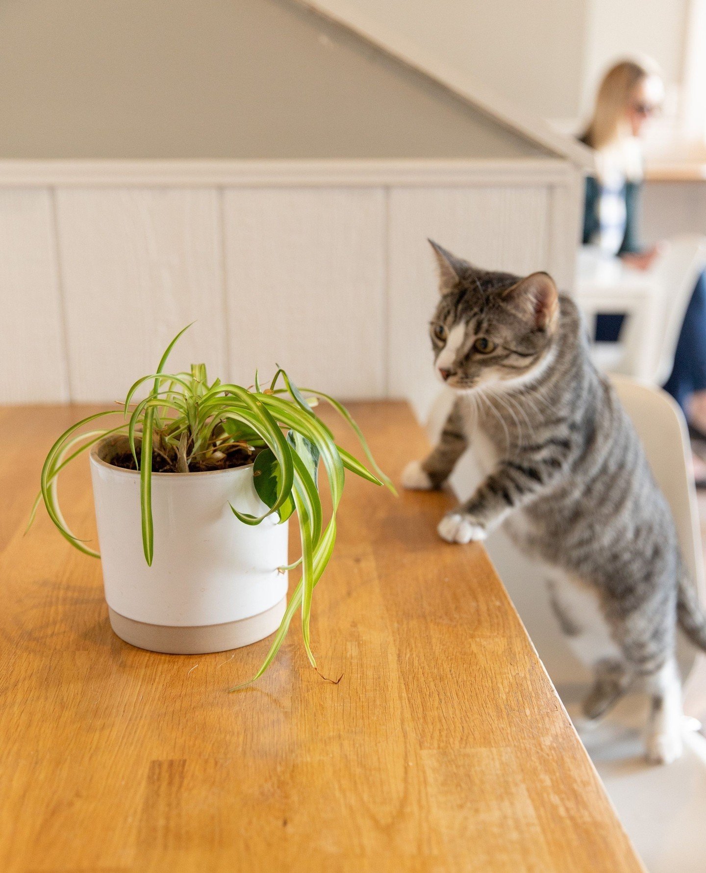 Join us on Wednesday, May 15th for our first Plants for Paws event! 🪴 ⁠
⁠
Stop in the Catfe to purchase plants with 100% of the proceeds going to our nonprofit partner, Gem City Kitties! Together, both Gem City Catfe and Gem City Kitties work to imp