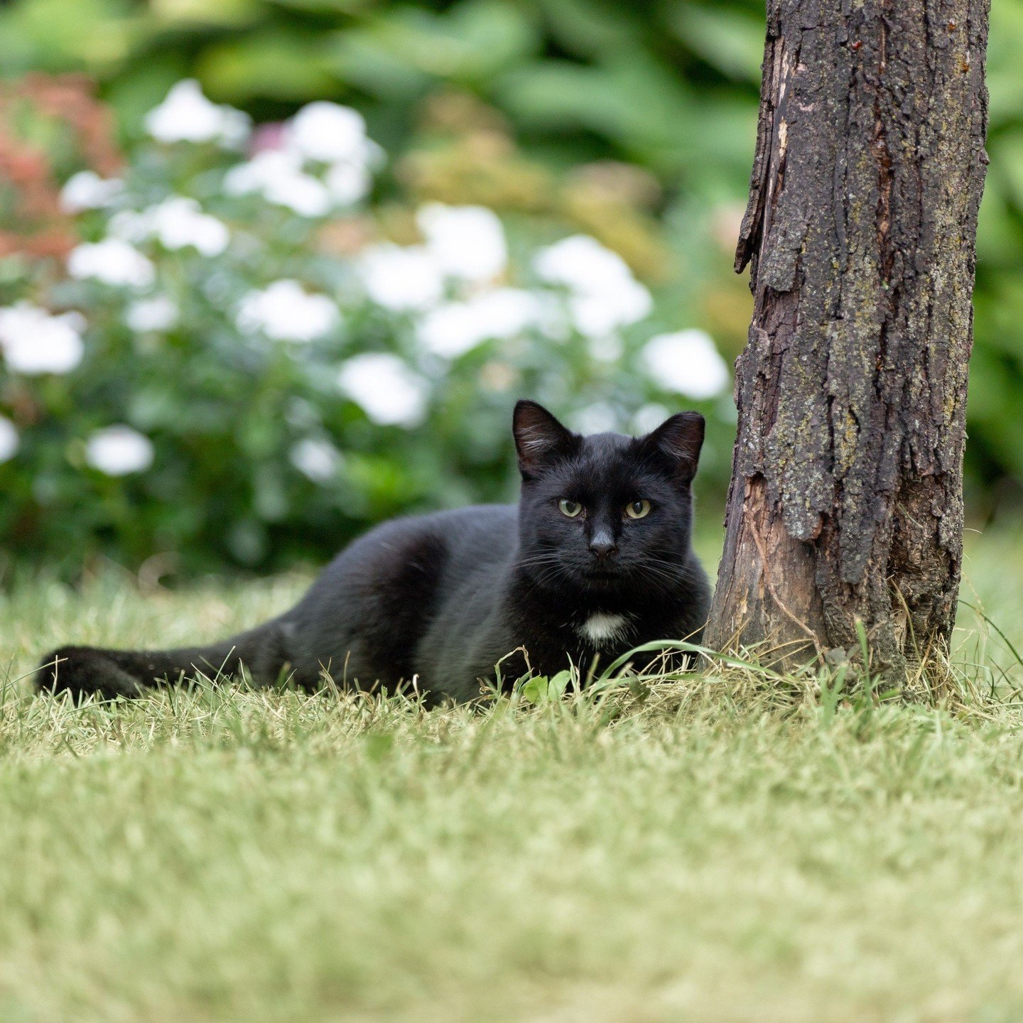 Did you know there's a difference between stray cats and feral cats?⁠
⁠
The term &quot;stray&quot; refers to cats who are socialized to people. They are generally used to being fed, cared for, and pet by humans. Stray cats live outdoors and may have 
