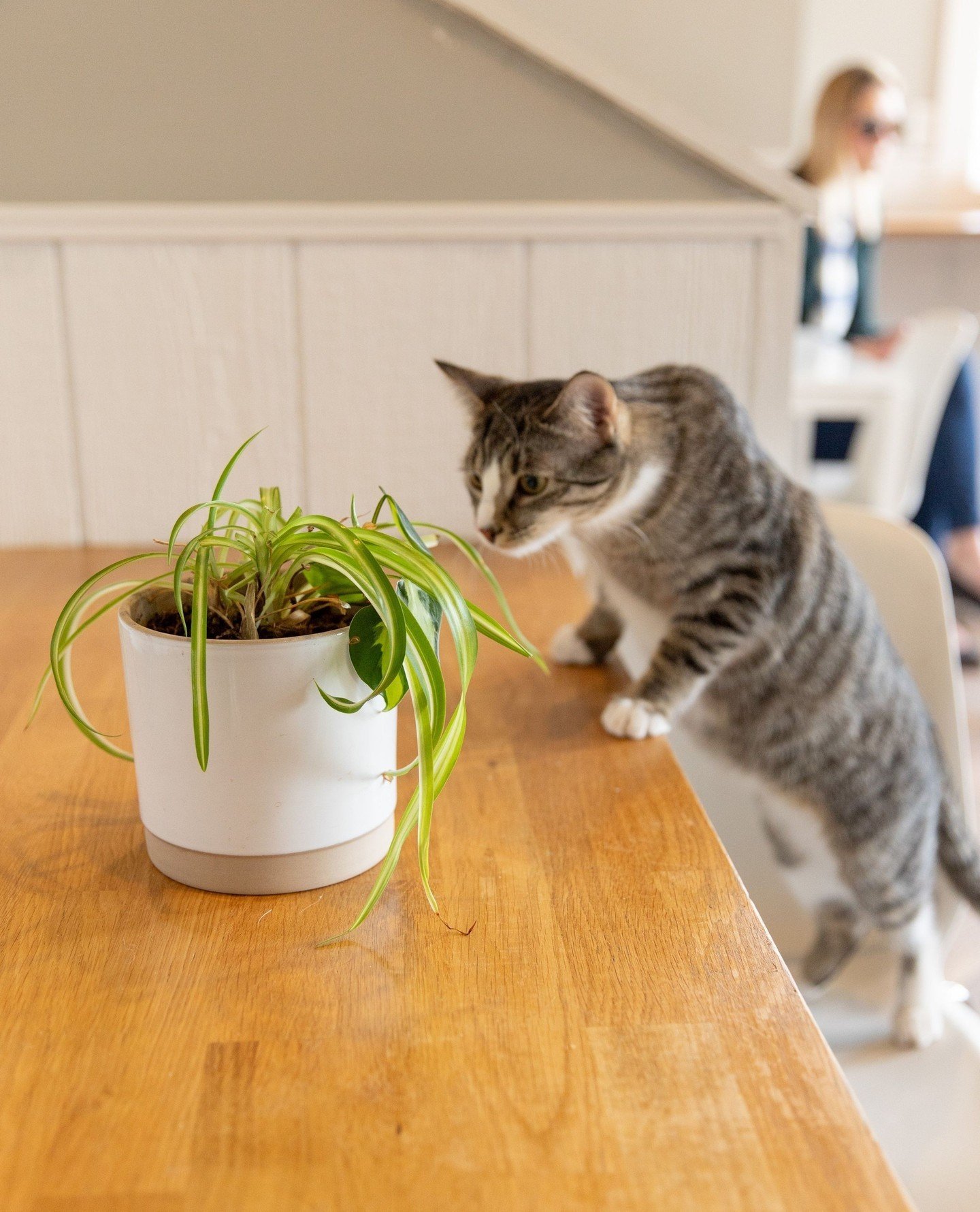 Join us between 5PM and 8PM on Wednesday, May 15th for our first Plants for Paws plant sale! 🐾 ⁠
⁠
Stop in the Catfe to purchase plants and 100% of the proceeds will benefit our nonprofit partner, Gem City Kitties! Together, both Gem City Catfe and 