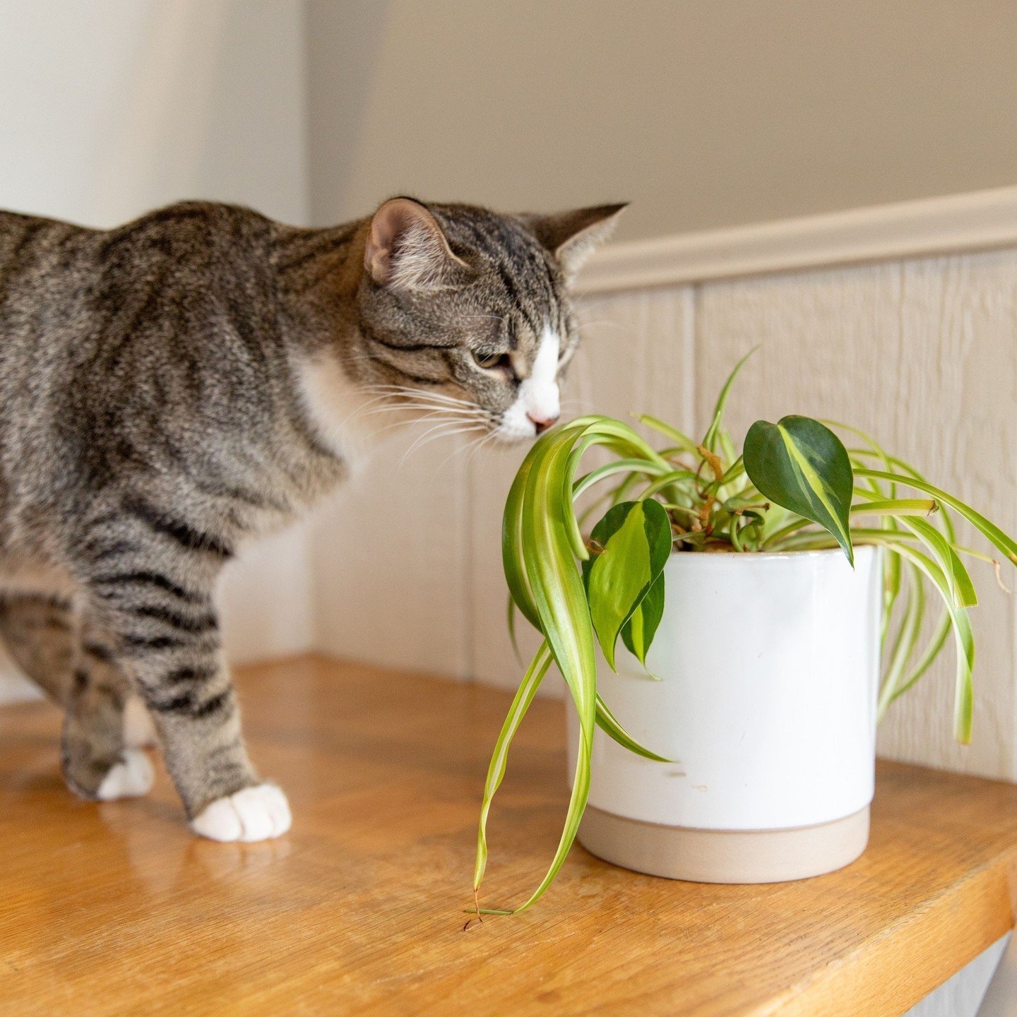 PLANTS FOR PAWS 🐾  Wednesday, May 15th 5PM-8PM at Gem City Catfe!⁠
⁠
Stop in the Catfe to purchase plants with 100% of the proceeds going to our nonprofit partner, Gem City Kitties! Together, both Gem City Catfe and Gem City Kitties work to improve 