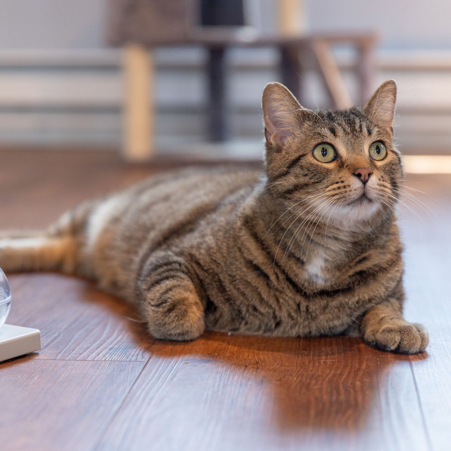 We had no idea that Noggins was part Seal! 🦭 ⁠
⁠
Since Noggins is one of our Special Care Cats, you won't find him in the Cat Lounge (although he's nearby!) Cats who need a little extra behavioral care are next door with our staff, who work with the